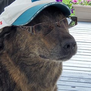 Meet your Posher, Ginger